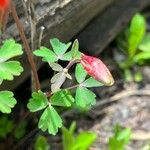 Aquilegia elegantula