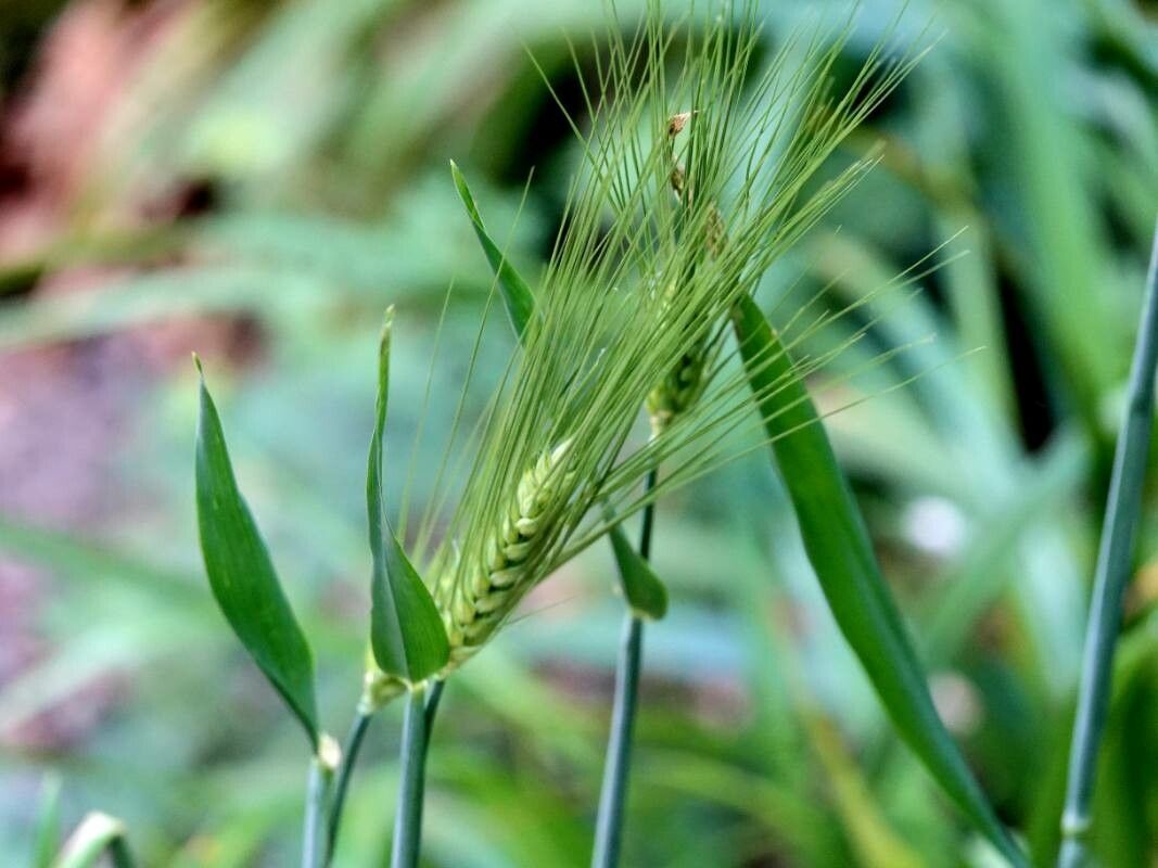 Hordeum vulgare fruit