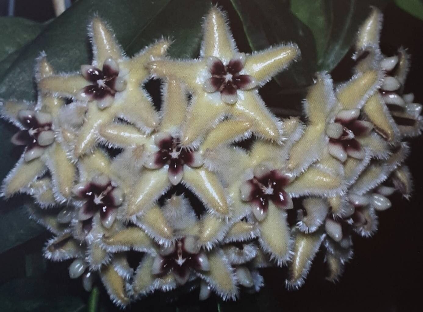 Hoya buotii flower