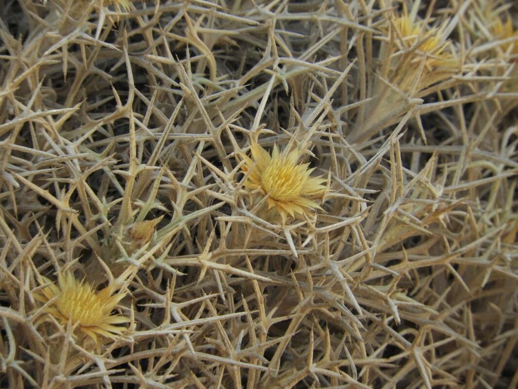 Carlina tragacanthifolia — search result for 'Carlina'