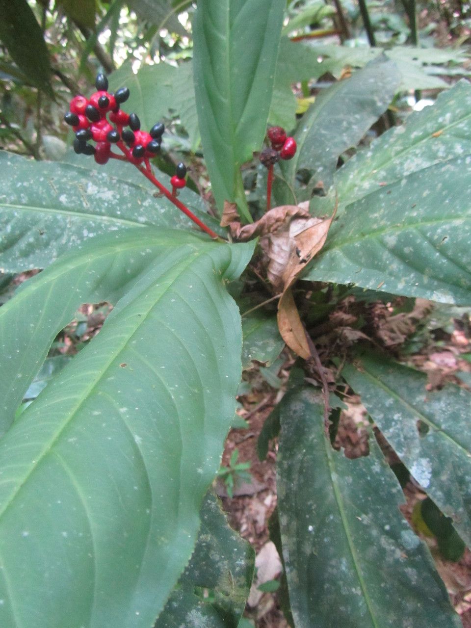Ouratea crassinervia leaf