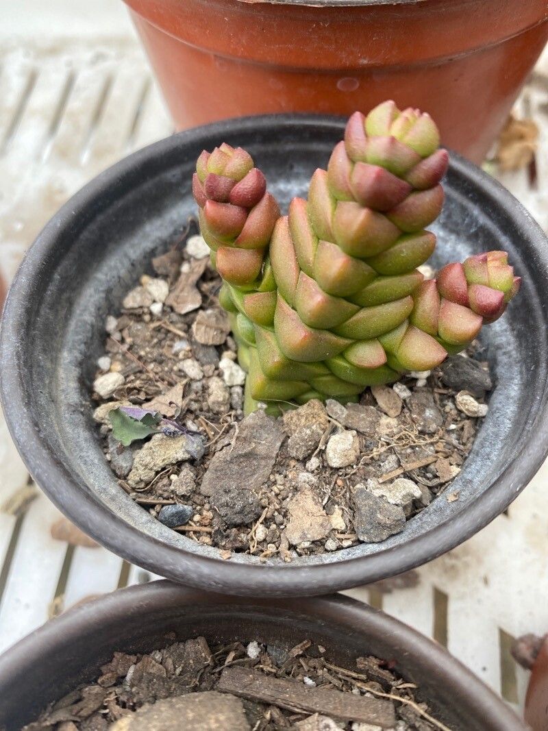 Crassula columella — search result for 'Crassula'