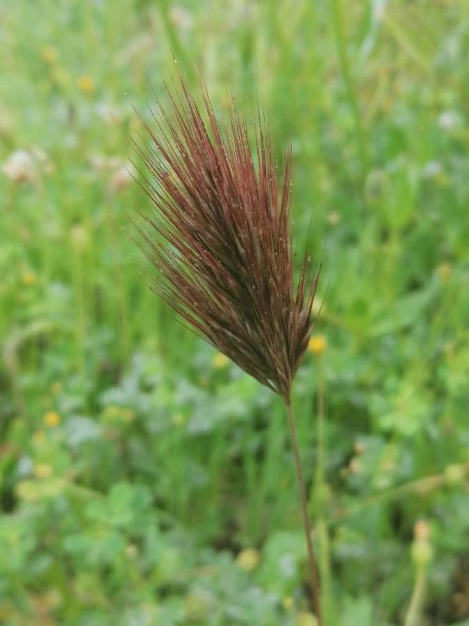 Anisantha rubens flower