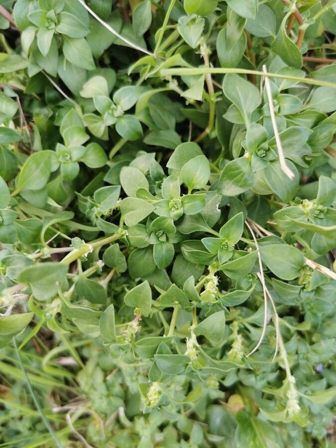 Theligonum cynocrambe
