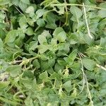 Theligonum cynocrambe