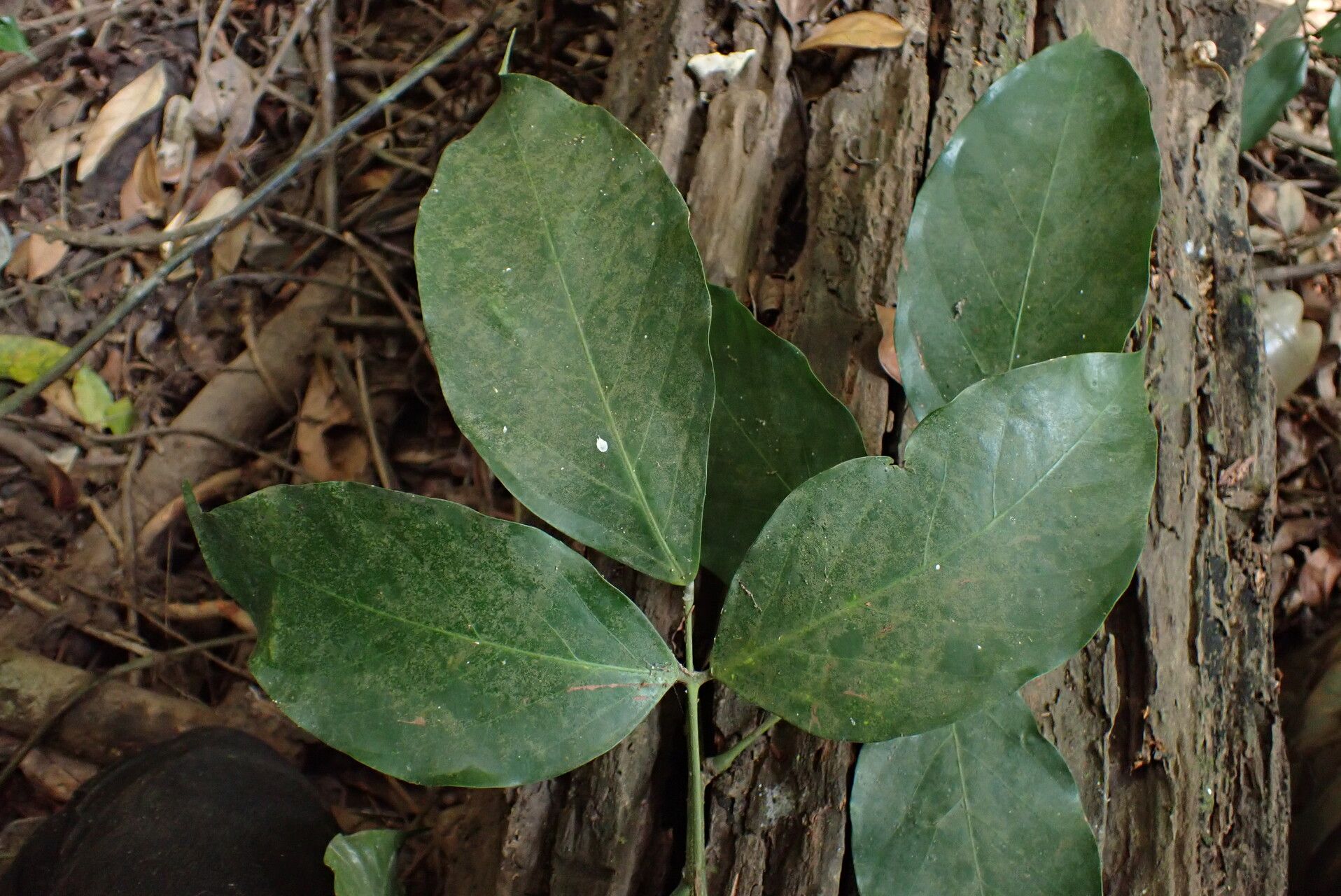 Connarus africanus — related species from the same genus