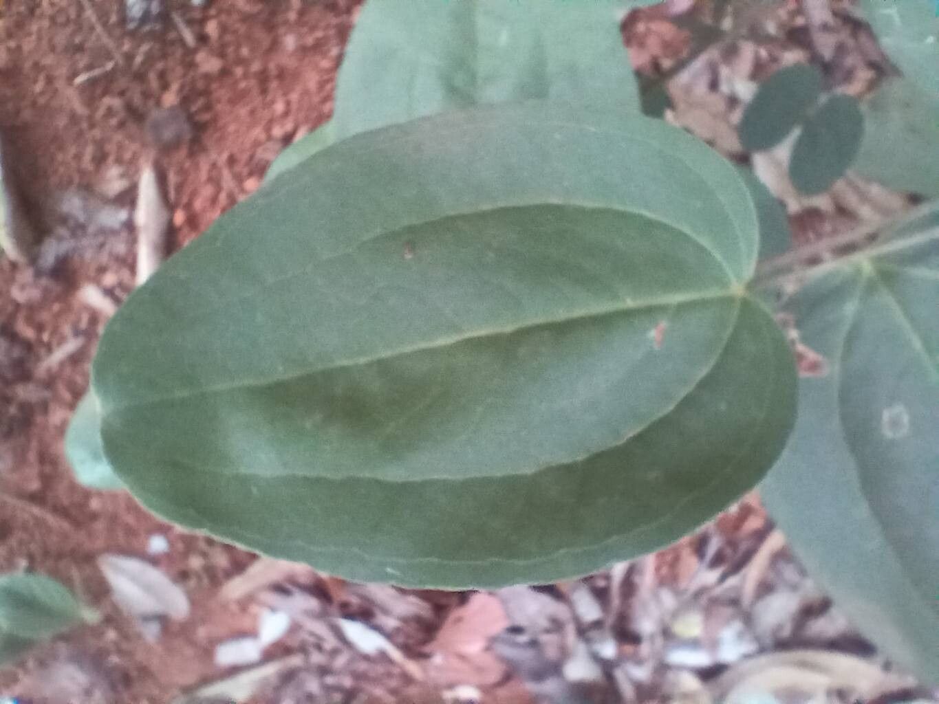 Smilax brasiliensis leaf
