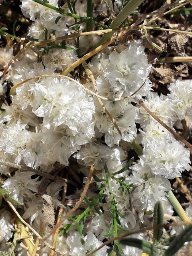 Paronychia capitata flower