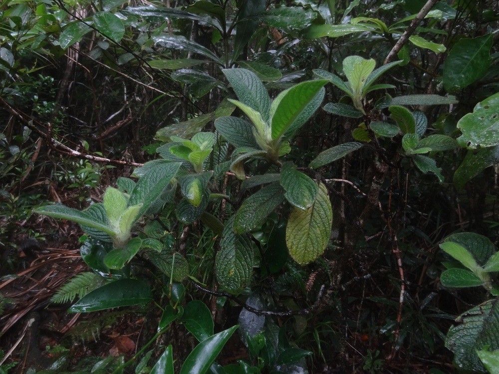 Psychotria pulchrebracteata habit
