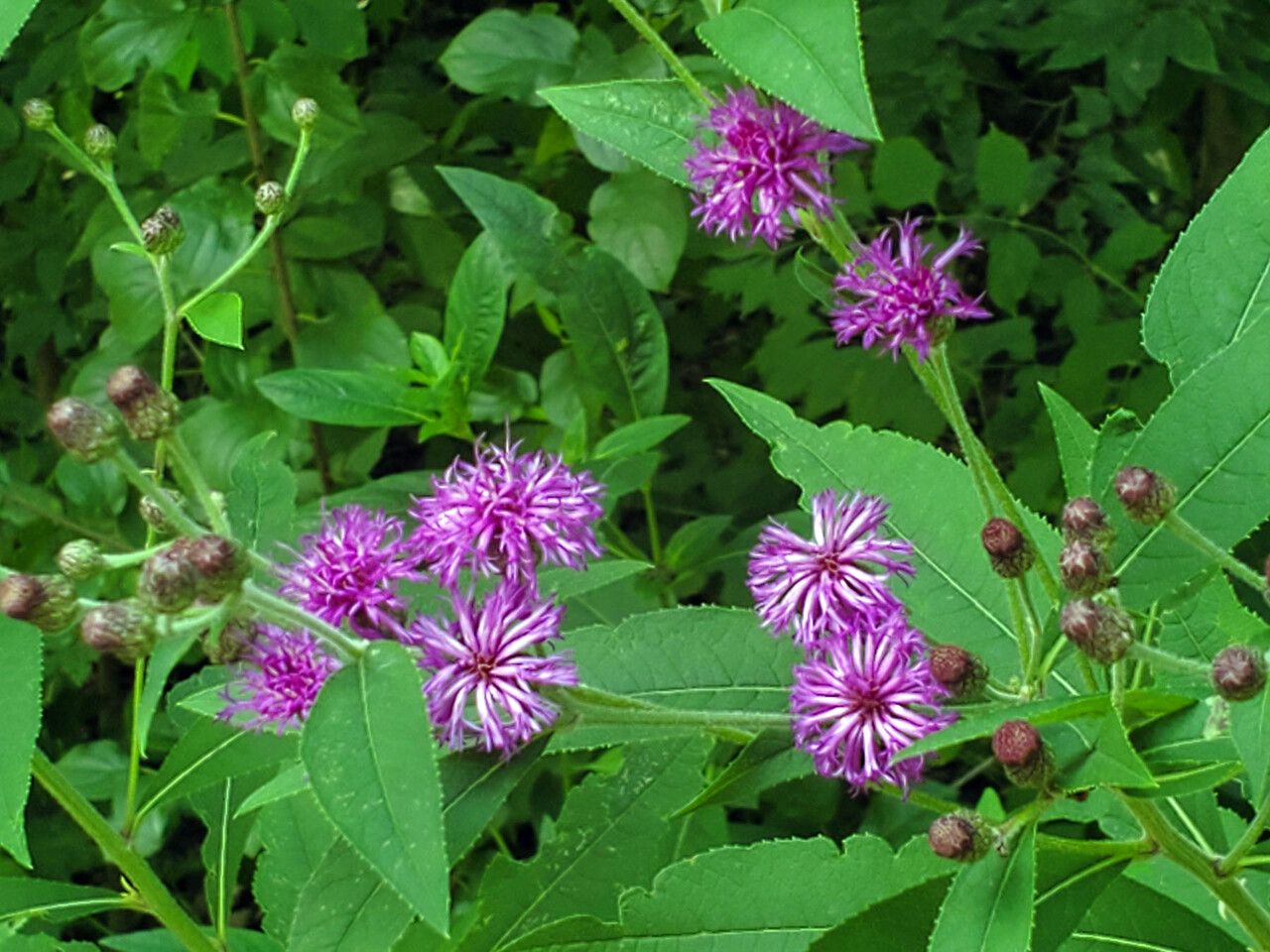 Vernonia missurica flower
