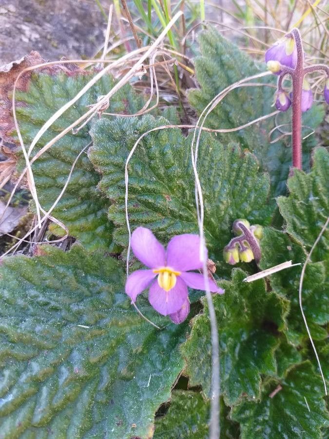 Ramonda myconi flower