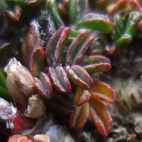 Astragalus peruvianus leaf