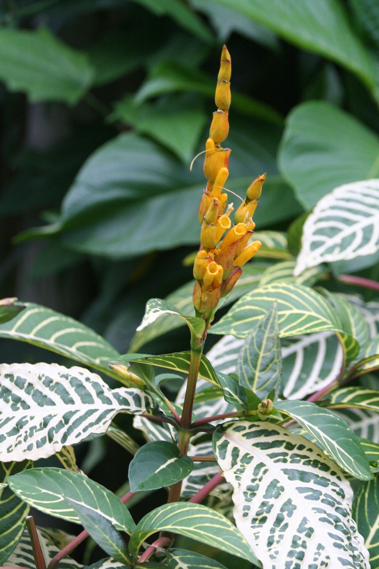 Sanchezia oblonga flower