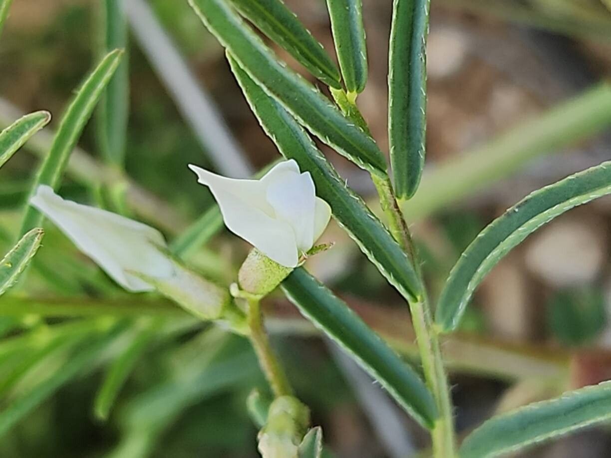 Astragalus siliquosus flower