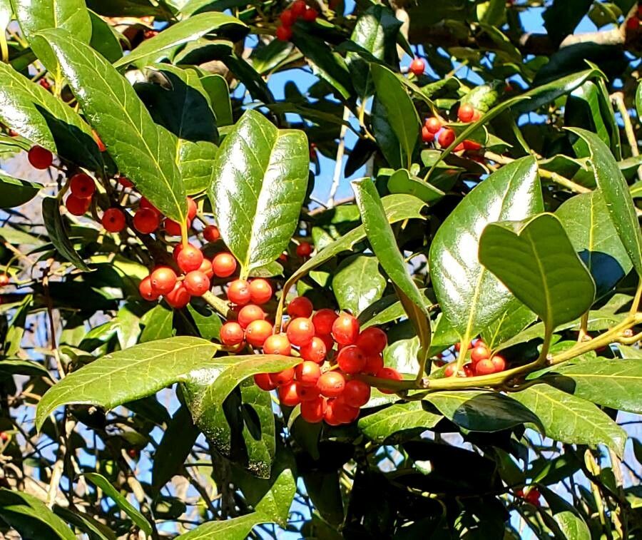 Ilex cassine fruit