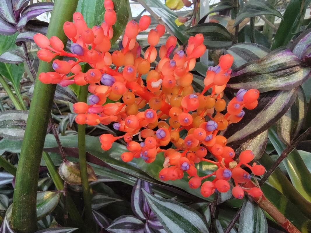 Aechmea fulgens flower