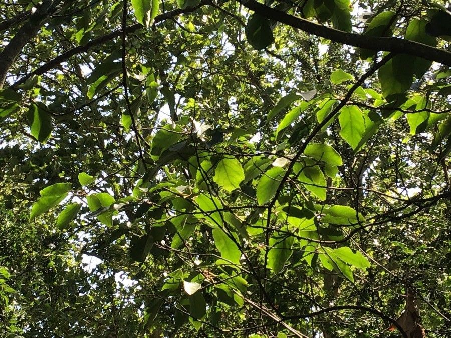 Carrierea calycina — houseplant care guide