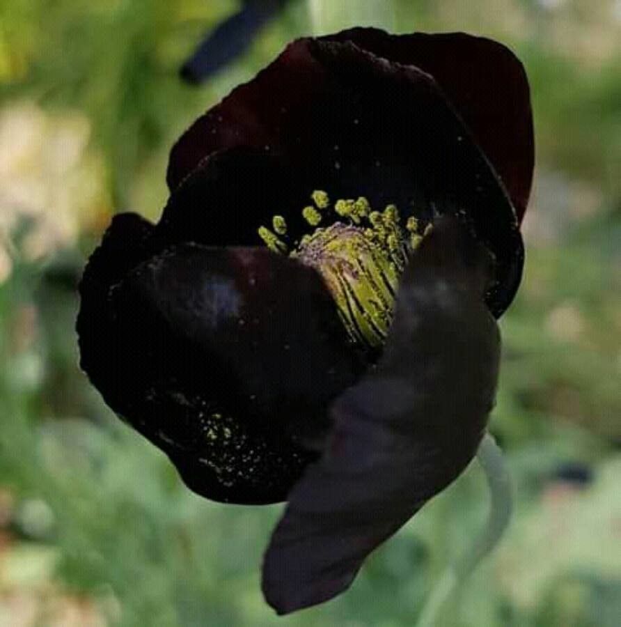 Papaver macrostomum flower