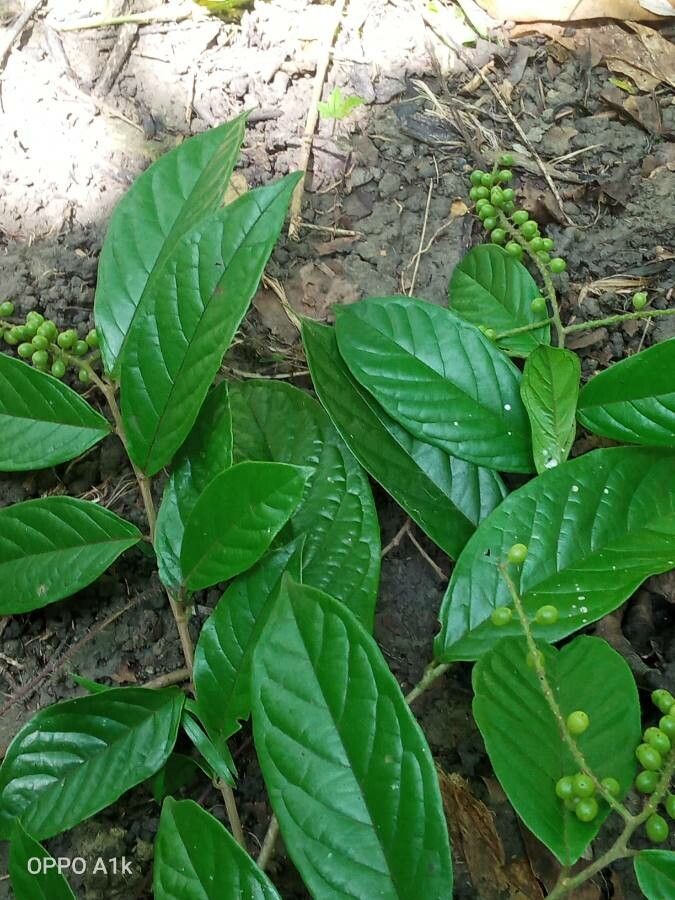 Antidesma venosum leaf