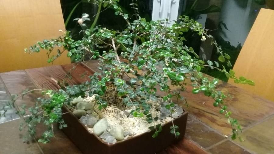 Randia aculeata habit