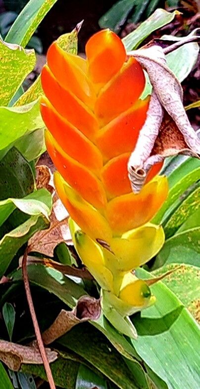 Vriesea heterostachys — search result for 'Vriesea'