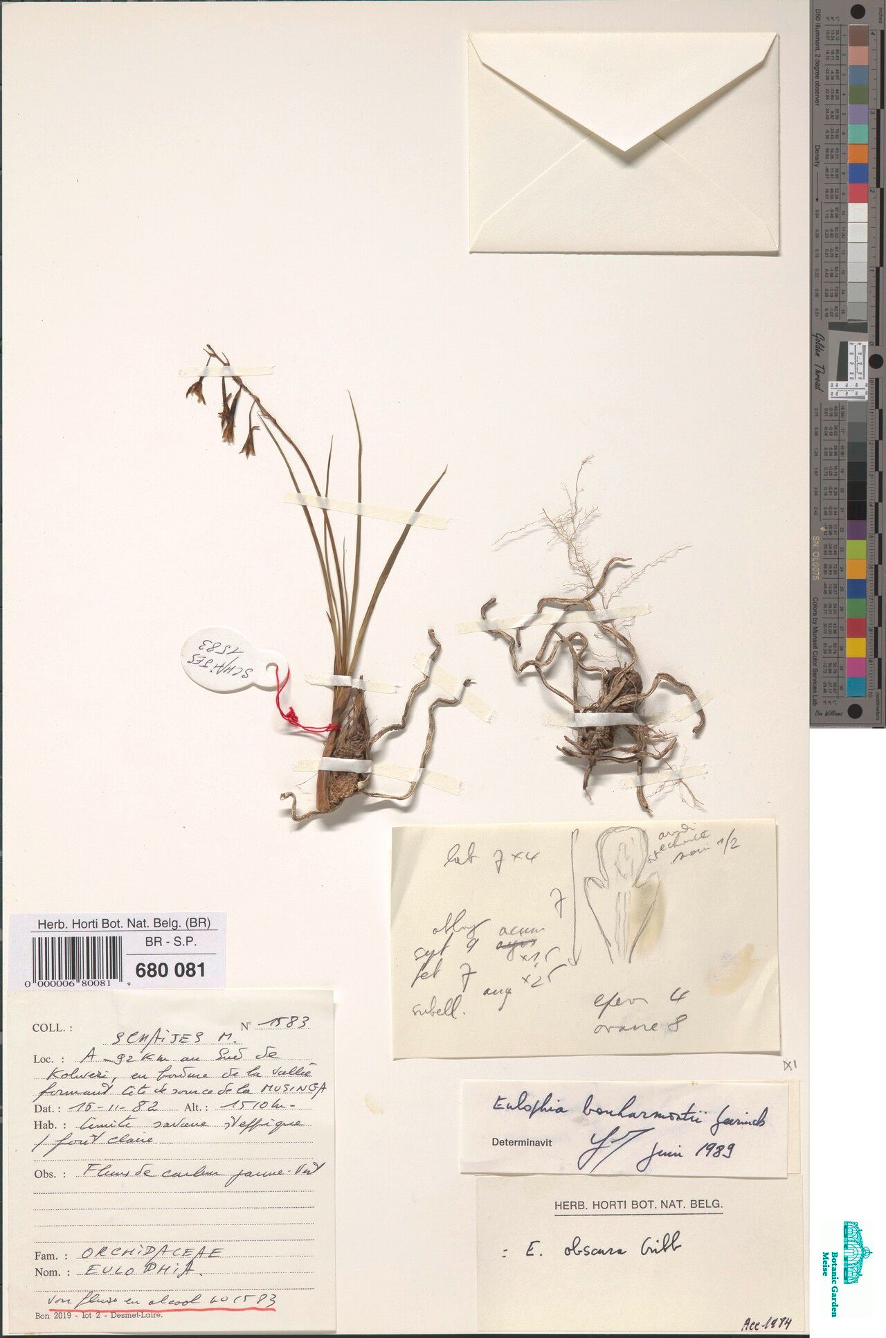 Eulophia obscura — houseplant care guide