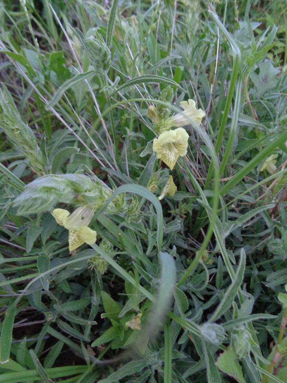 Asystasia guttata habit