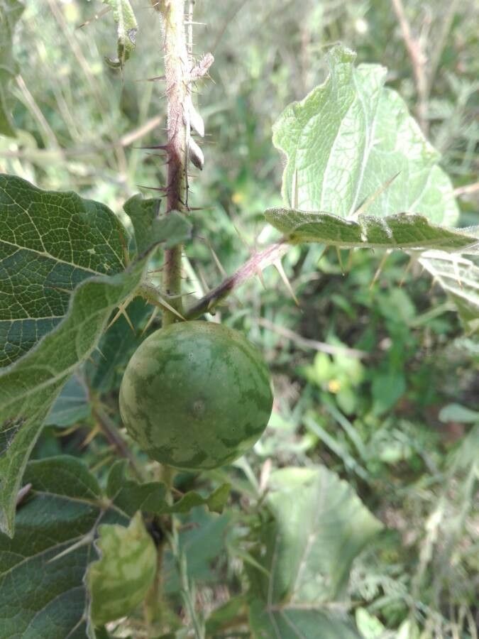 Solanum anguivi fruit