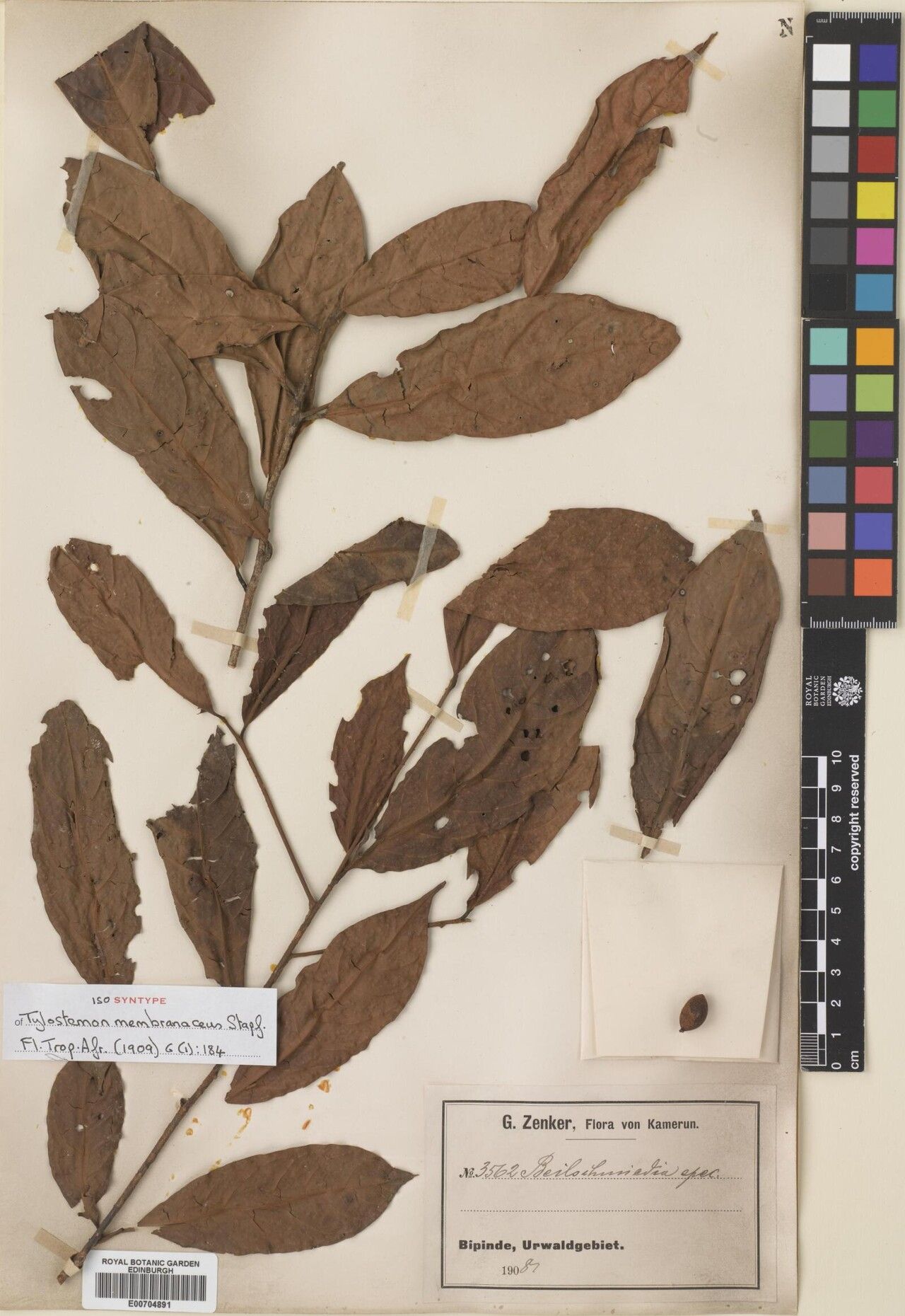 Beilschmiedia membranifolia — houseplant care guide