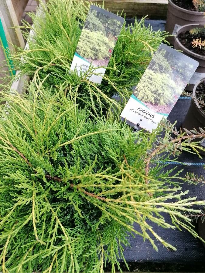 Juniperus × pfitzeriana — search result for 'Juniperus'