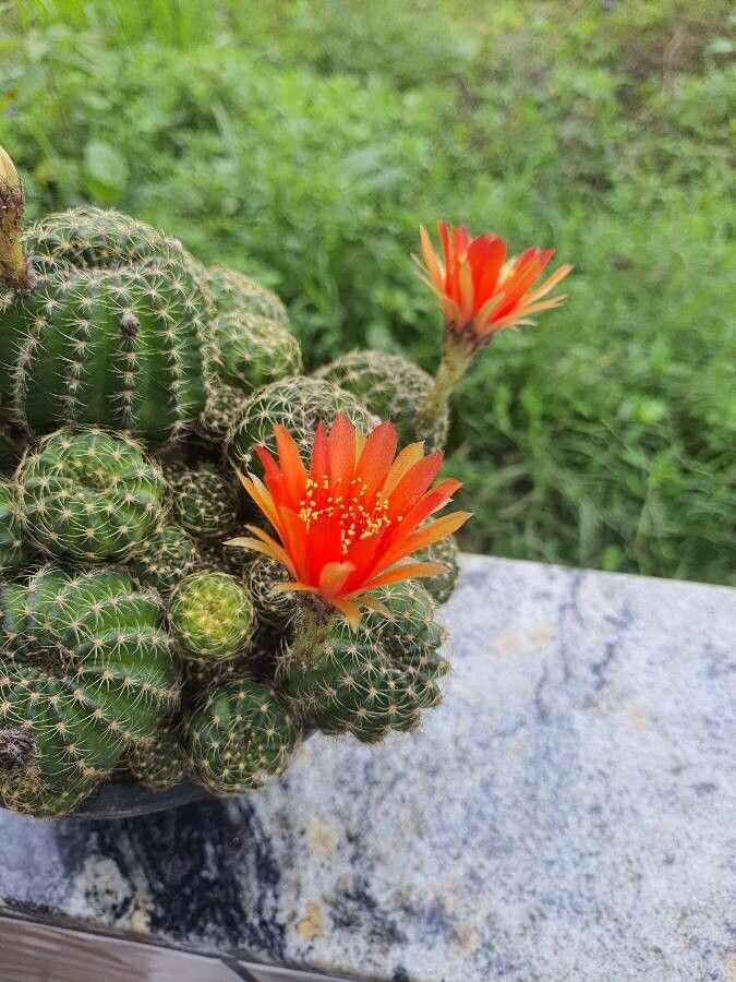 Lobivia arachnacantha flower