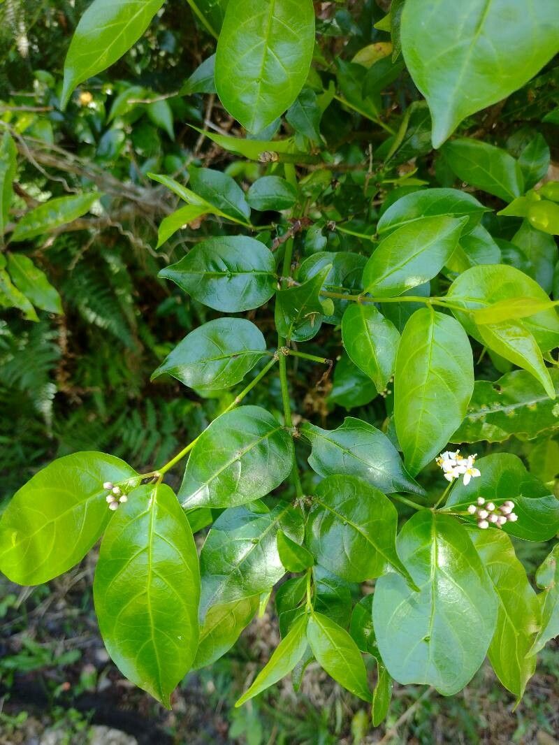 Gynochthodes jasminoides leaf