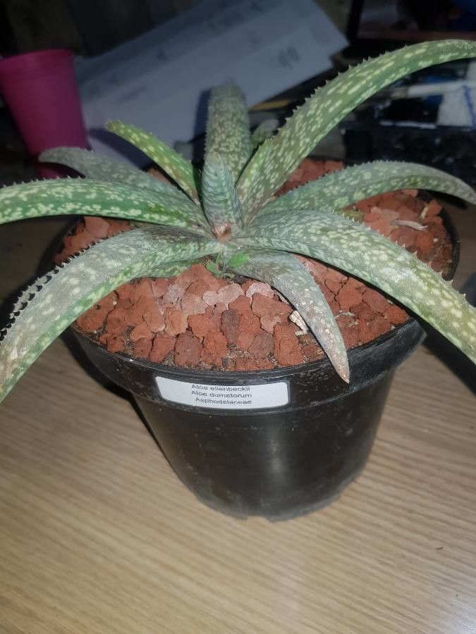 Aloe ellenbeckii bark