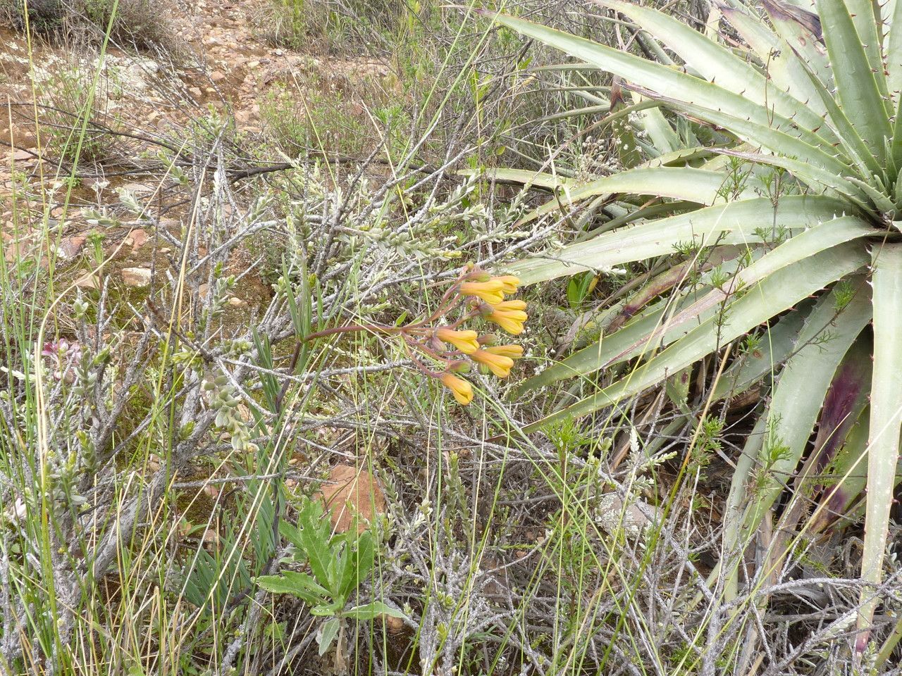 Bomarea boliviensis habit