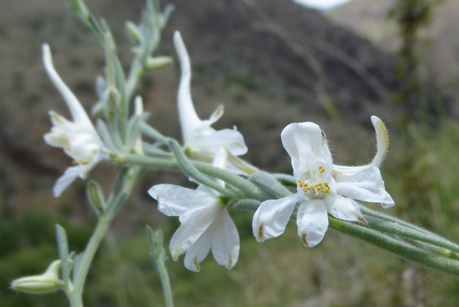 Delphinium rugulosum — search result for 'Delphinium'