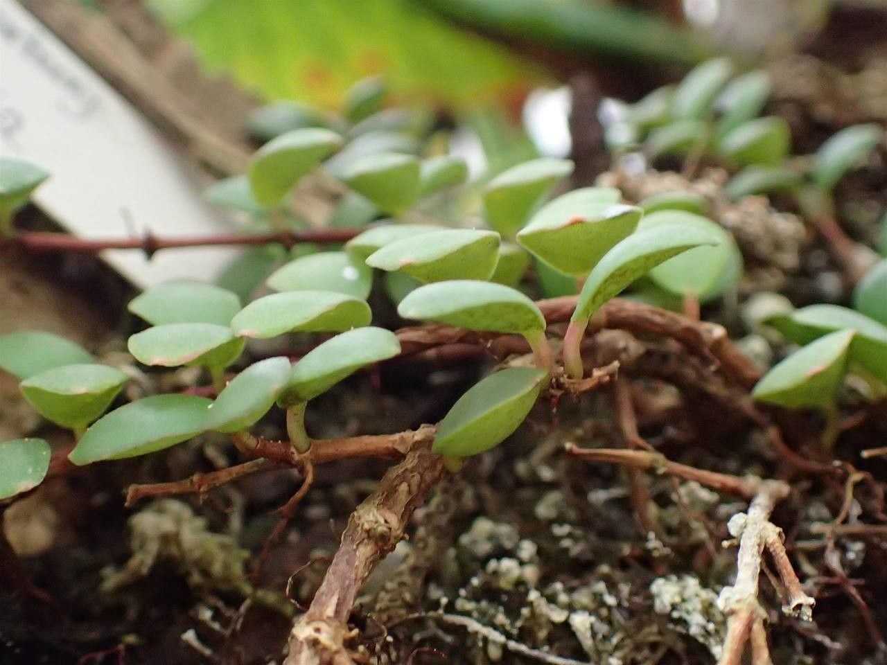 Medinilla sedifolia habit