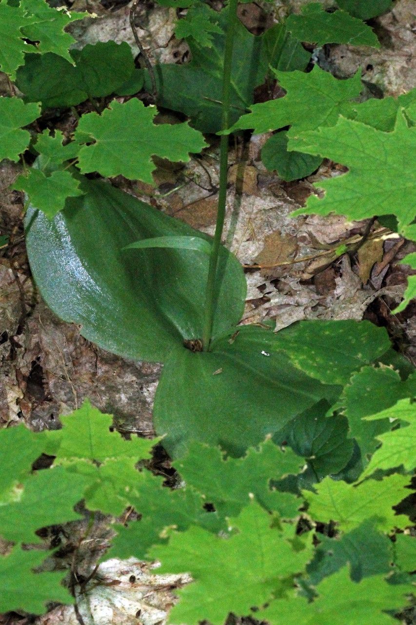 Platanthera orbiculata habit