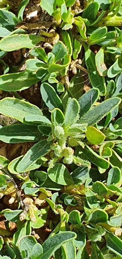 Barleria argentea — houseplant care guide