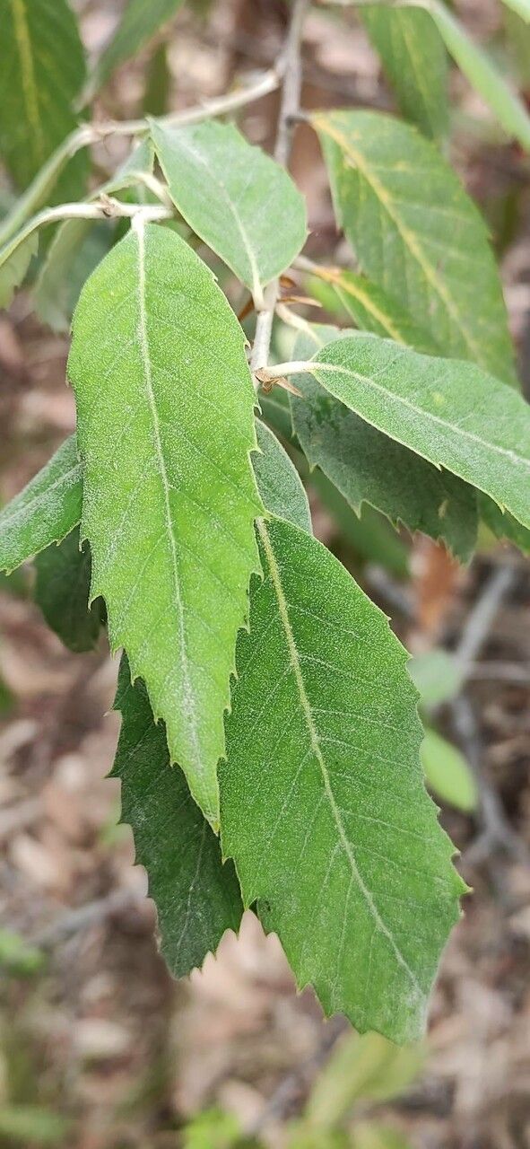 Quercus oblongata — search result for 'Fagaceae'