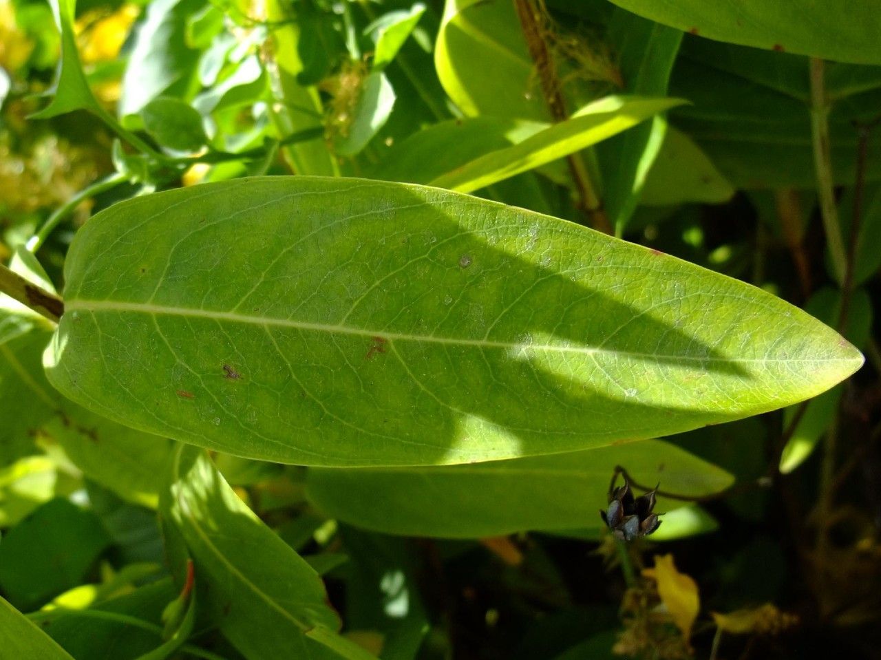 Hypericum sampsonii — search result for 'Hypericum'