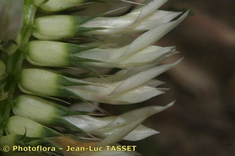 Trifolium mutabile — houseplant care guide