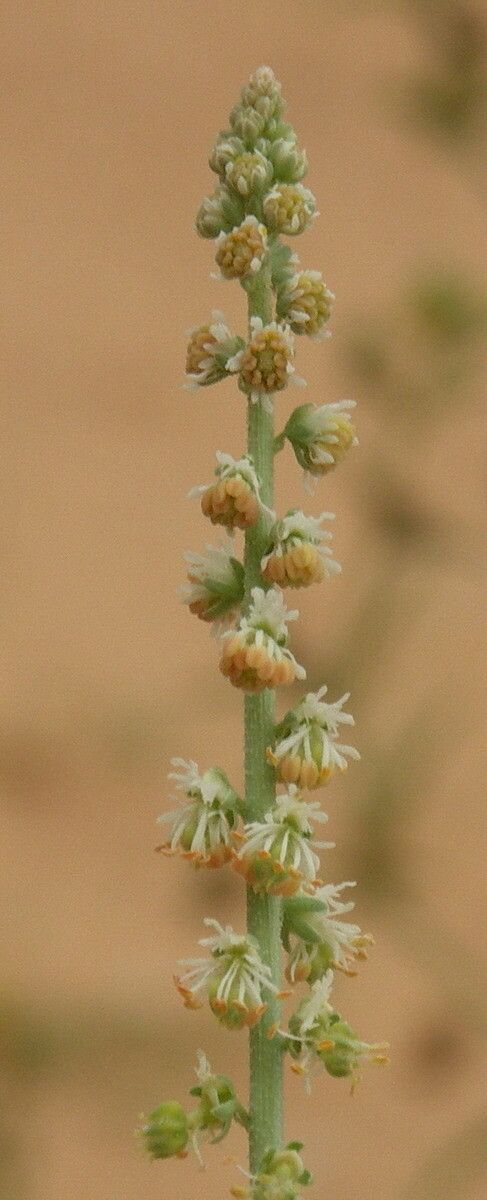 Caylusea hexagyna flower