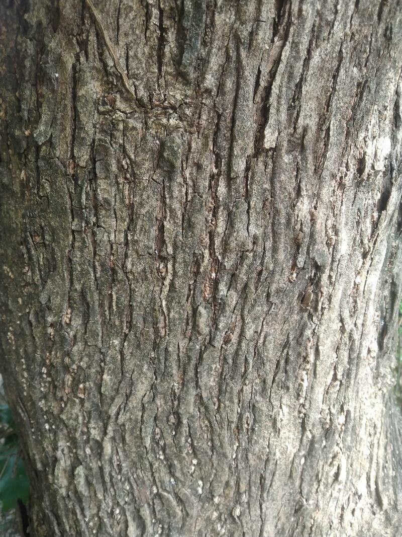 Careya arborea bark