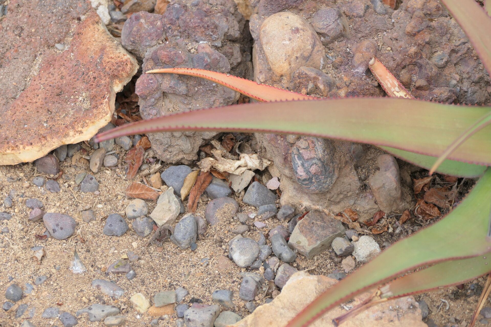 Aloe cryptopoda leaf