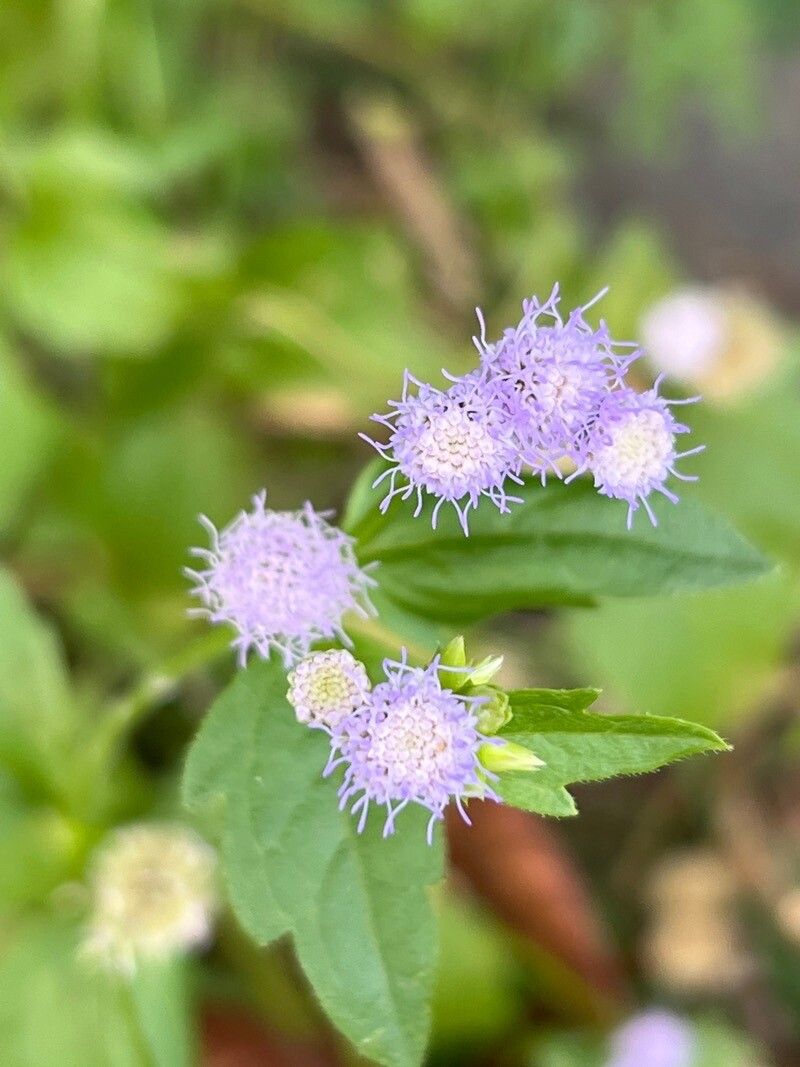 Praxelis clematidea flower