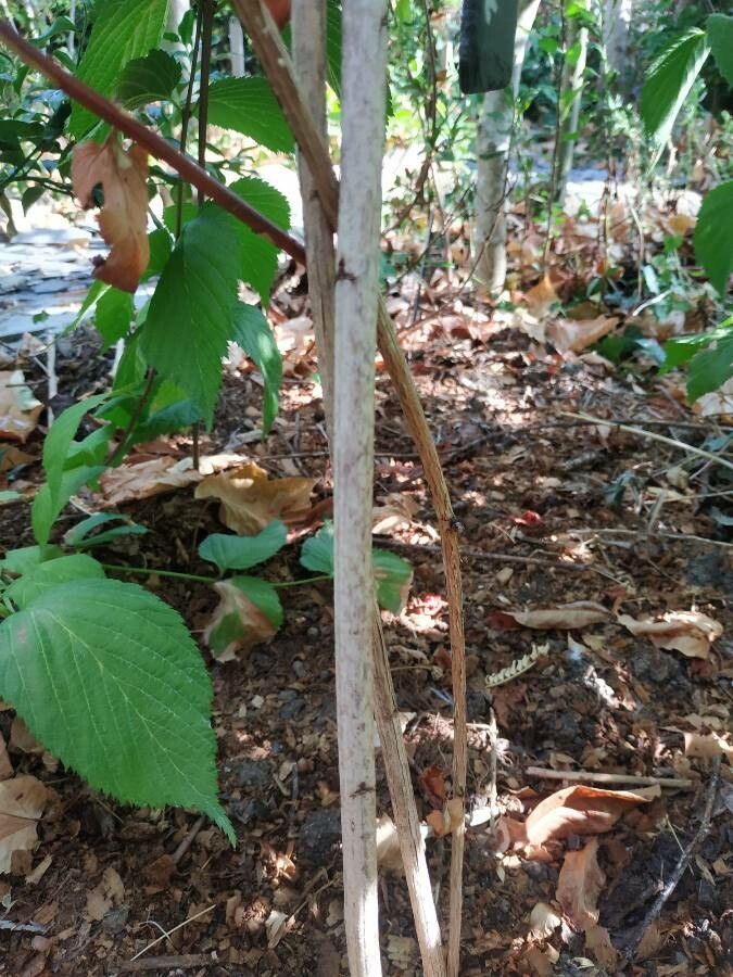 Neillia sinensis bark