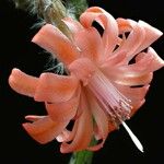 Peniocereus viperinus