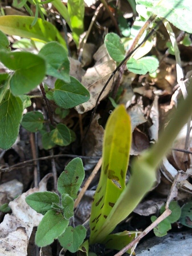 Orchis quadripunctata — search result for 'Orchis'