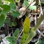 Orchis quadripunctata