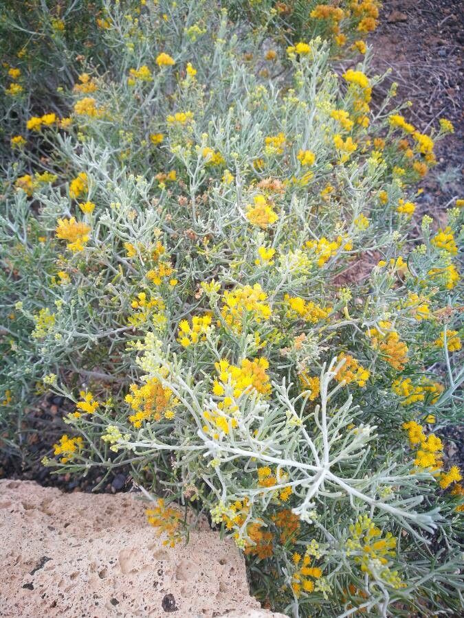 Schizogyne sericea flower